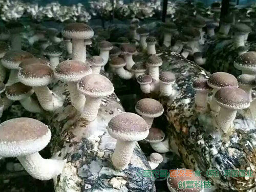 香菇床架栽培 香菇床架栽培